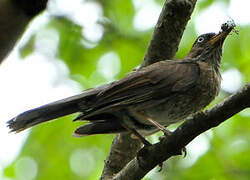 Pearly-eyed Thrasher