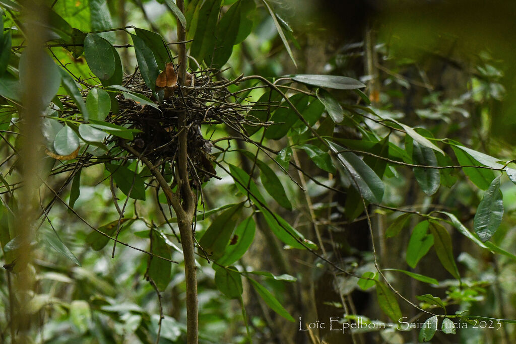 St. Lucia Thrasher