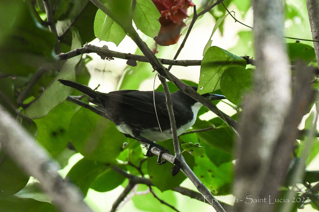 St. Lucia Thrasher