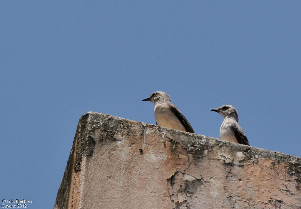 Tropical Mockingbird