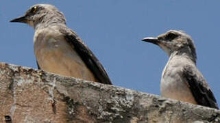 Tropical Mockingbird