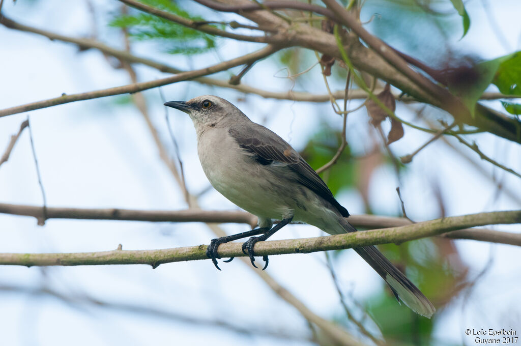 Tropical Mockingbird