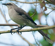 Tropical Mockingbird