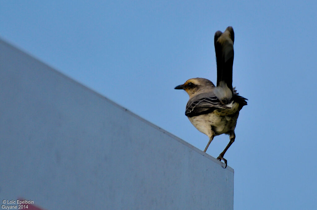 Tropical Mockingbird