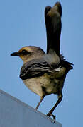 Tropical Mockingbird