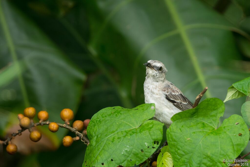 Tropical Mockingbird