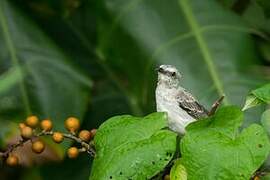 Tropical Mockingbird