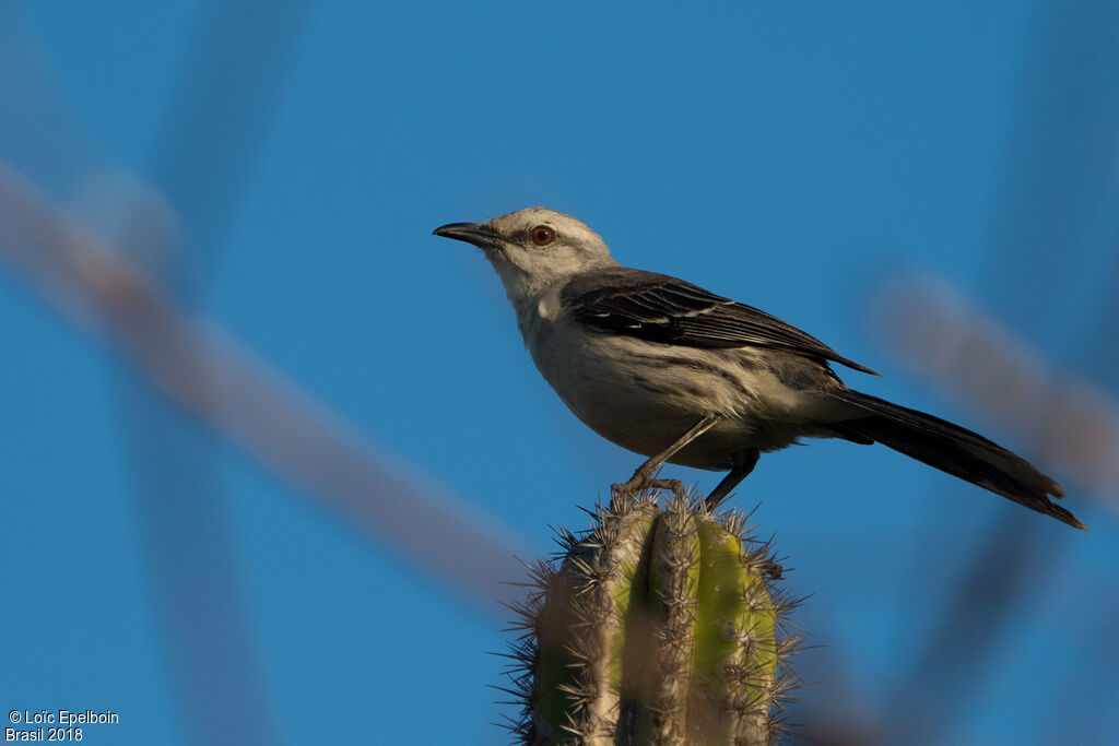 Tropical Mockingbird