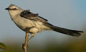 Tropical Mockingbird