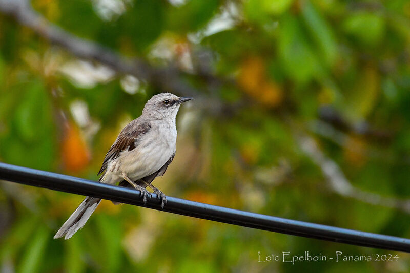 Tropical Mockingbird