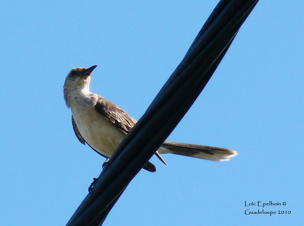 Tropical Mockingbird