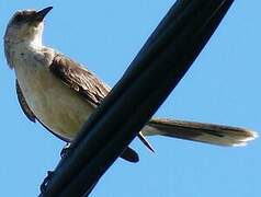 Tropical Mockingbird