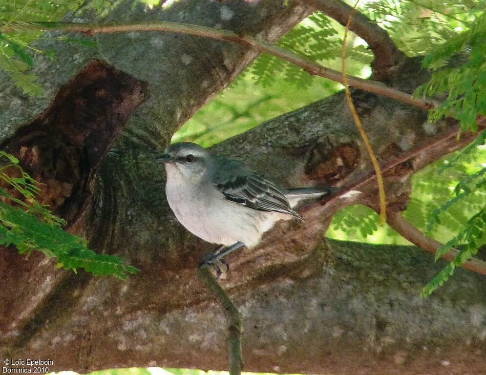 Tropical Mockingbird