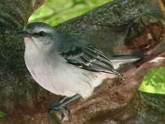 Tropical Mockingbird