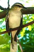 Tropical Mockingbird