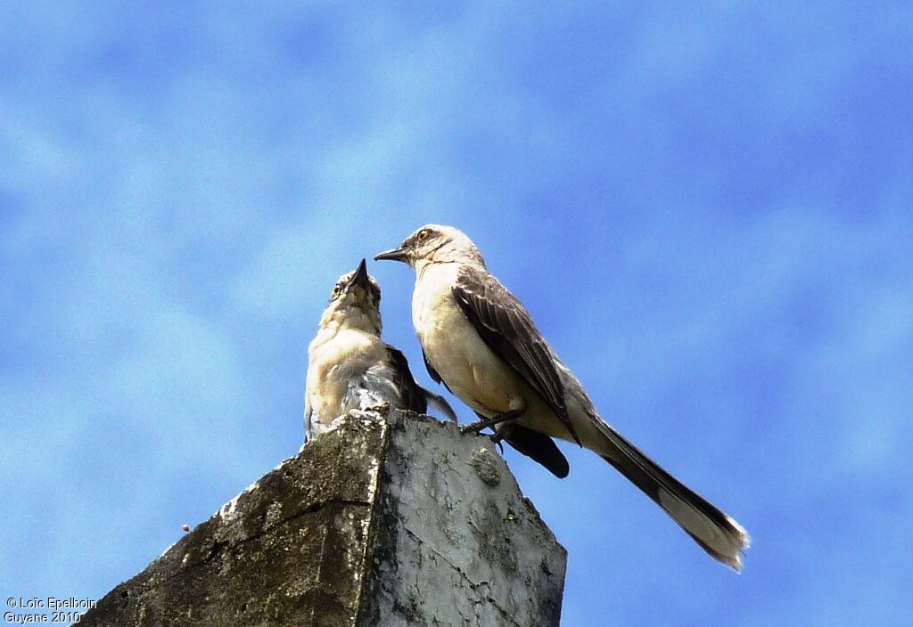 Tropical Mockingbird