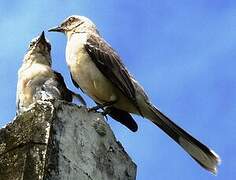 Tropical Mockingbird