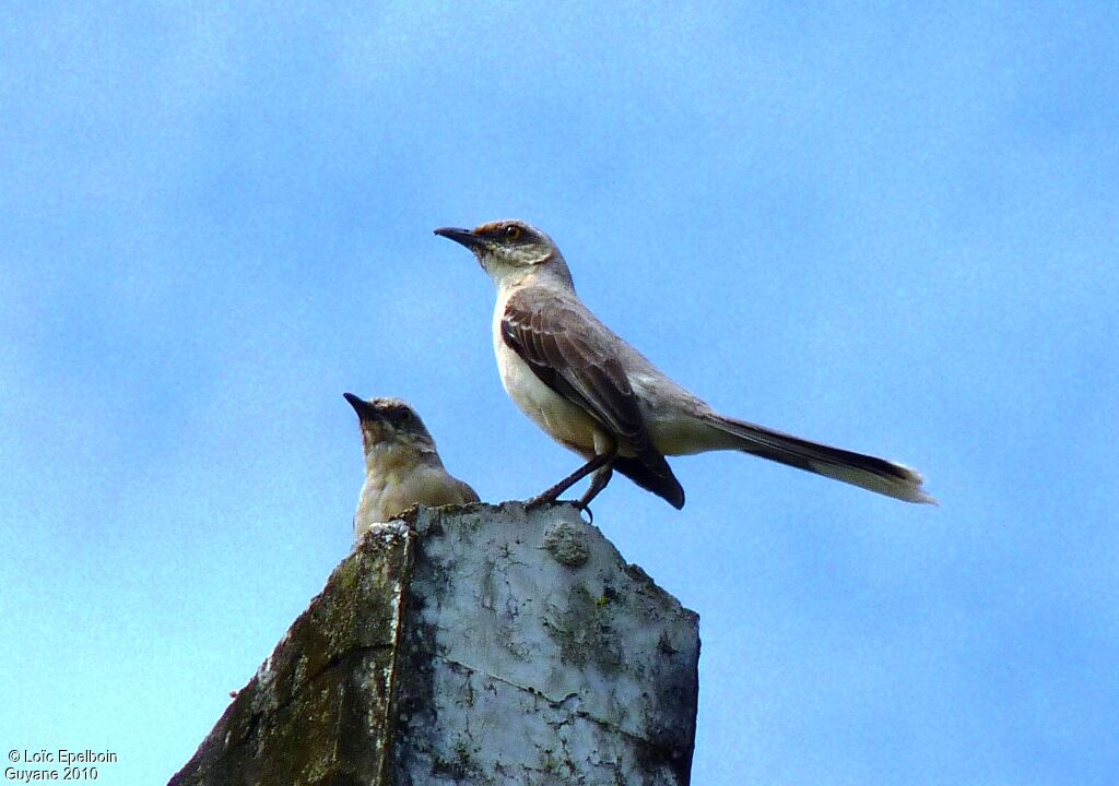 Tropical Mockingbird