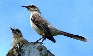 Tropical Mockingbird