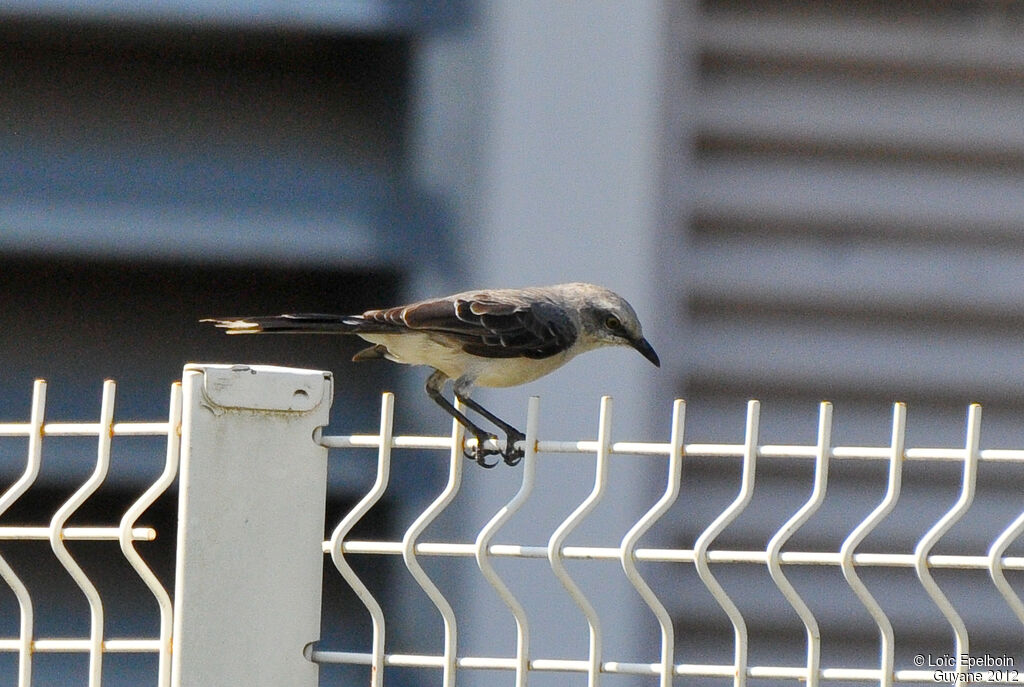 Tropical Mockingbird