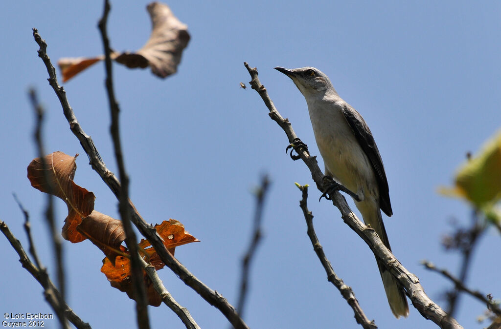 Tropical Mockingbird