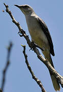 Tropical Mockingbird