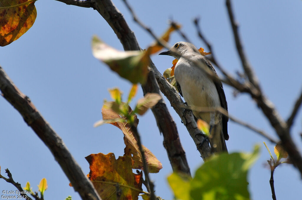 Tropical Mockingbird