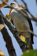 Tropical Mockingbird