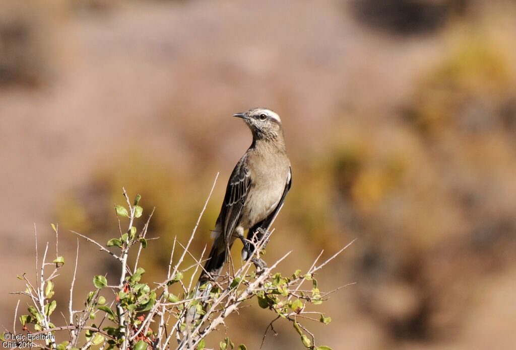 Chilean Mockingbird