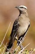 Chilean Mockingbird