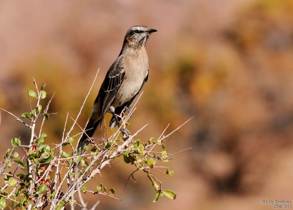 Chilean Mockingbird