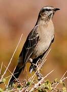 Chilean Mockingbird