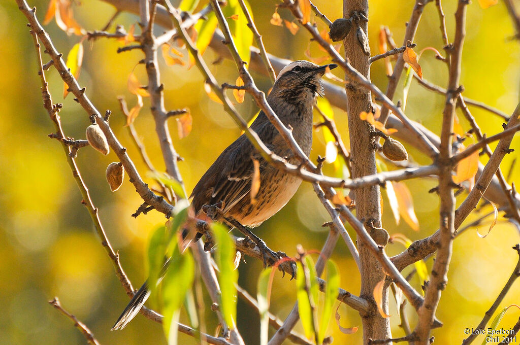 Chilean Mockingbird