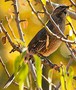 Chilean Mockingbird