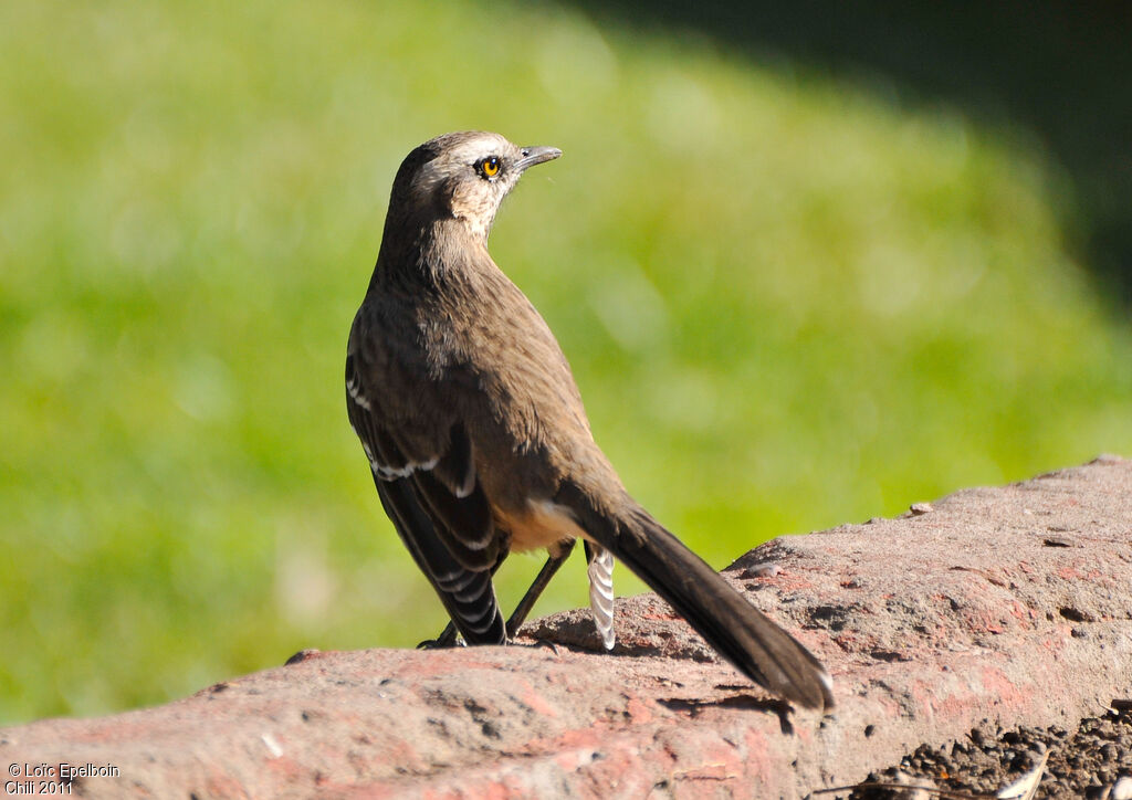 Chilean Mockingbird