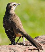 Chilean Mockingbird