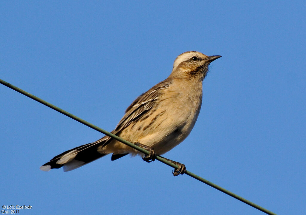 Chilean Mockingbird