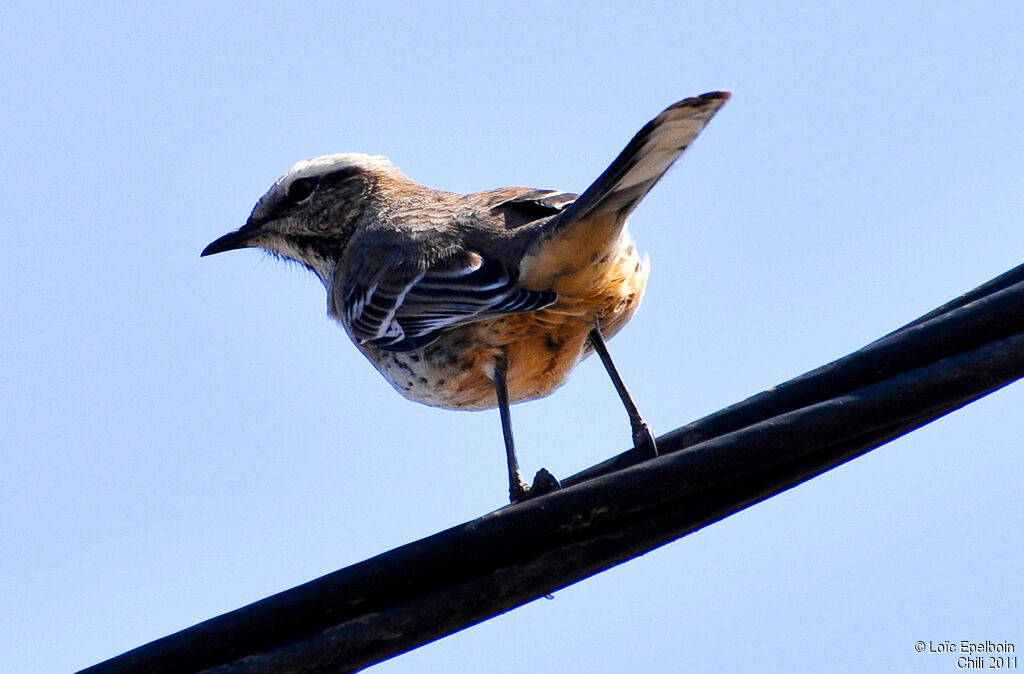 Chilean Mockingbird