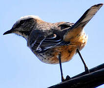 Chilean Mockingbird