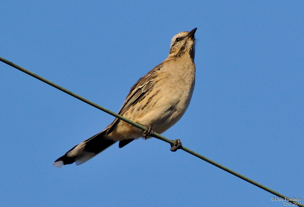 Chilean Mockingbird