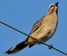 Chilean Mockingbird