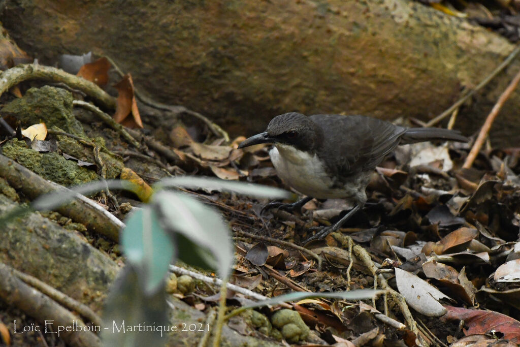 White-breasted Thrasher