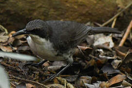 White-breasted Thrasher