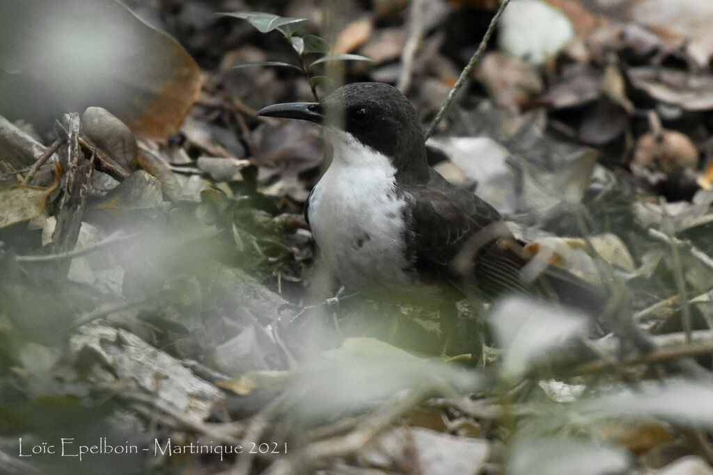 White-breasted Thrasher