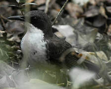 White-breasted Thrasher