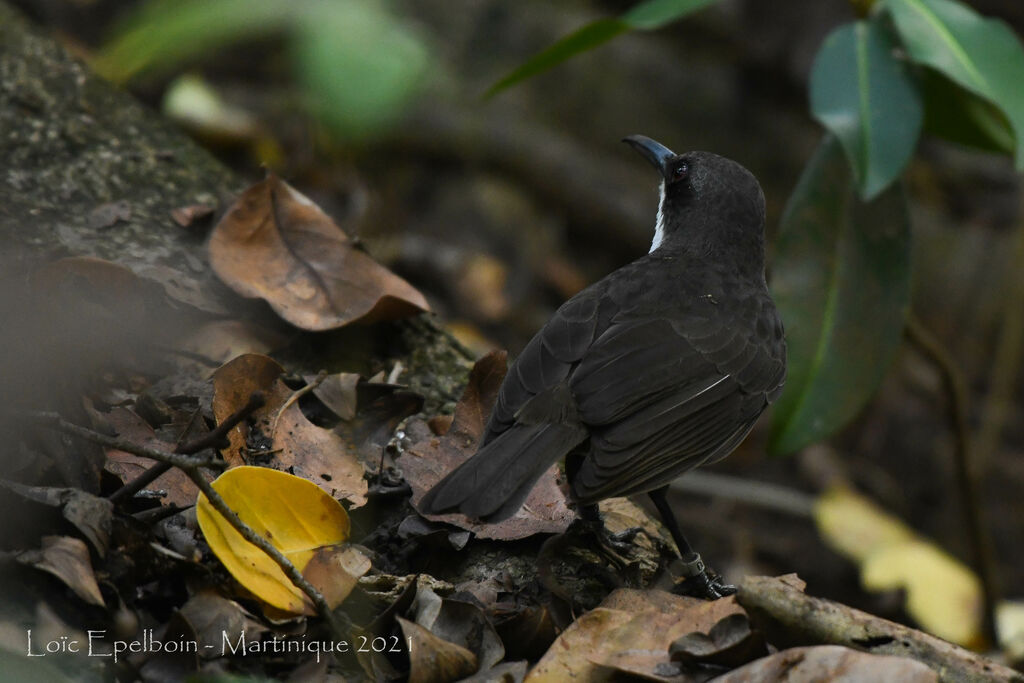 White-breasted Thrasher