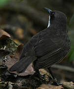 White-breasted Thrasher