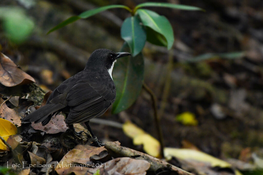 White-breasted Thrasher