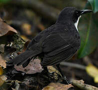 White-breasted Thrasher