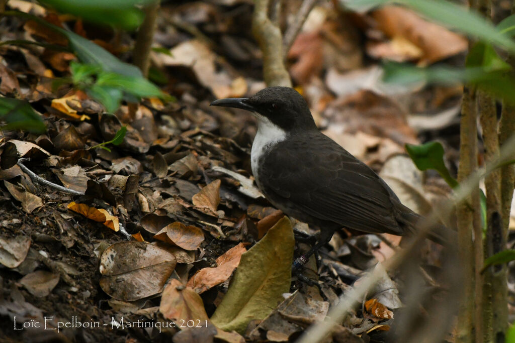 White-breasted Thrasher